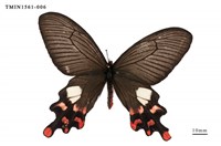 藏品(多姿麝鳳蝶)的圖片